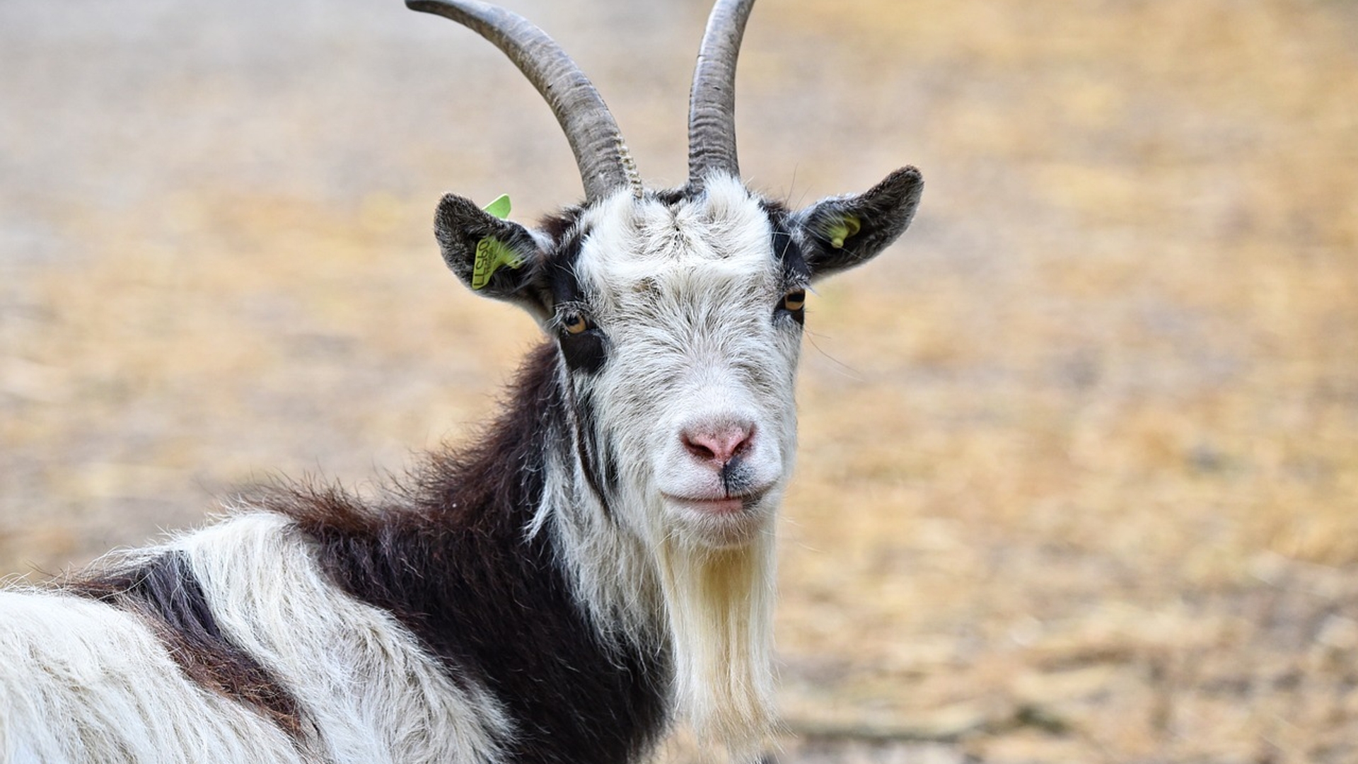 goat-3412678_1280